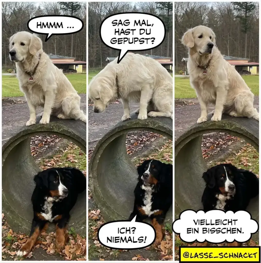 Heller Labrador sitzt oben auf einer Wiese und fragt "Hmmm...", dann "Sag mal, hast du gepupst?". Schwarzbrauner Hund sitzt in einem Rohr unten und antwortet "Ich? Niemals!" und "Vielleicht ein Bisschen."