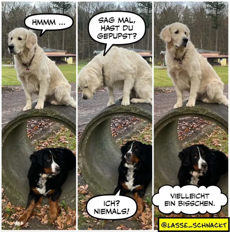 Heller Labrador sitzt oben auf einer Wiese und fragt "Hmmm...", dann "Sag mal, hast du gepupst?". Schwarzbrauner Hund sitzt in einem Rohr unten und antwortet "Ich? Niemals!" und "Vielleicht ein Bisschen."