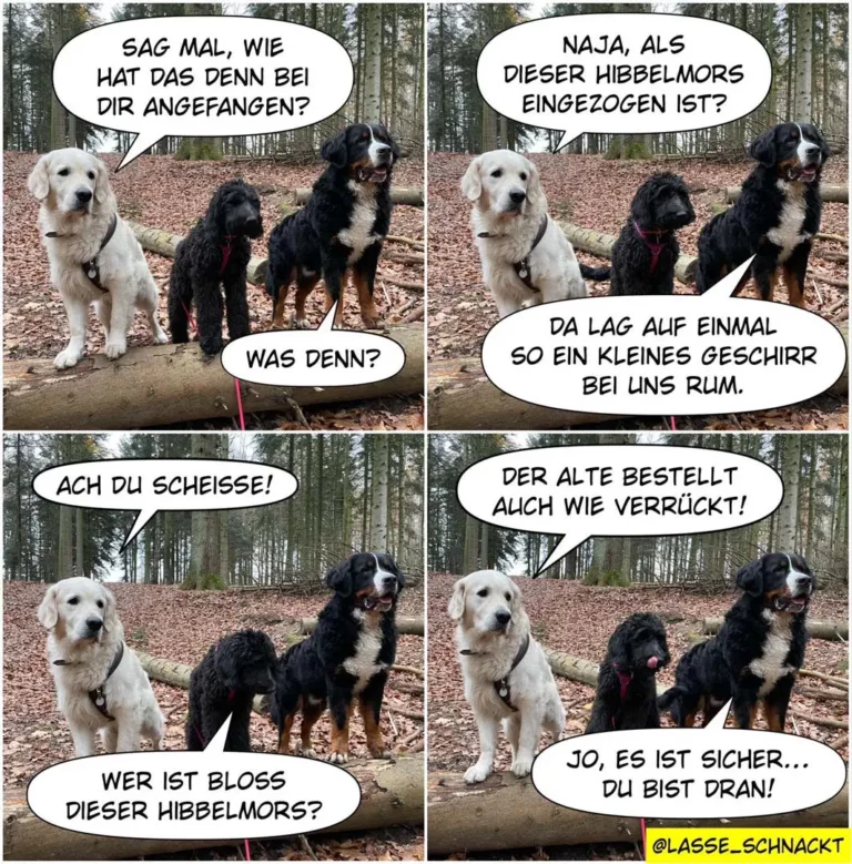 Vier Bilder mit drei Hunden im Wald: weisser Labrador und zwei schwarze Hunde unterhalten sich über einen kleinen Kratzer bei einem der schwarzen Hunde