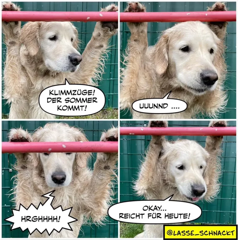 Goldener Retriever in vier Panels: warnt vor Hitze, seufzt niedergeschlagen, ächzt beim Panting, ergibt sich dann in sein Schicksal