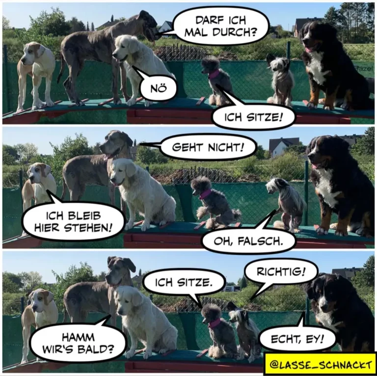 Mehrere Hunde an einer Absperrung. Ein schwarzer Hund fragt die weissen und braunen Hunde, ob er durchdarf. Sie antworten mit verschiedenen Ausreden, bis einer sitzt und sagt: 'Hamm wir's bald?'