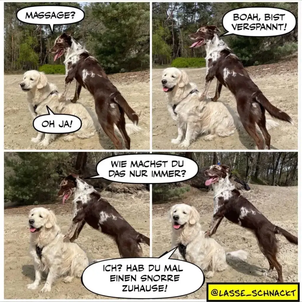 Weisser Labrador sitzt auf Sand, brauner Hund steht daneben und fragt nach Massage. Im dritten Panel antwortet der weisse Hund: «Hab du mal einen Snorke zuhause!»
