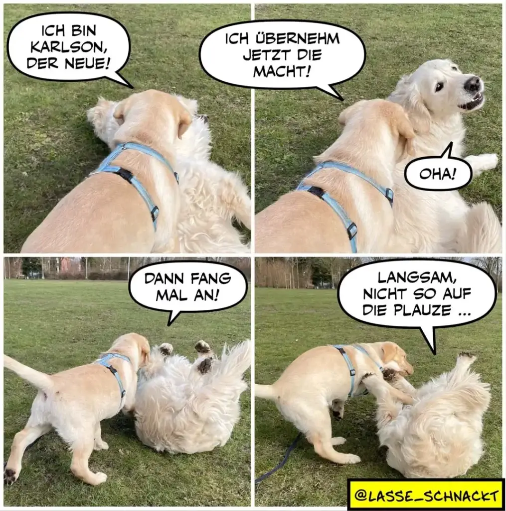 Zwei Golden Retriever auf Rasen: oben linkshund sagt «Ich bin Karlson, der Neue!», rechtshund antwortet «Ich übernehem jetzt die Macht!». Unten: linkshund greift rechtshund an, rechtshund wehrt sich und sagt «Oha!». Rechtshund sitzt niedergeschlagen, linkshund sagt «Danm fang mal an!» und «Langsam, nicht so auf die Pauze ...»