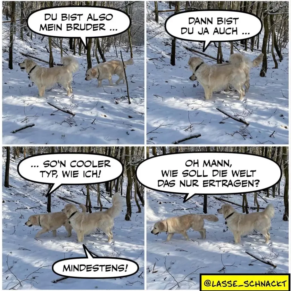 Zwei hellbraune Hunde im Schnee im Wald: Einer sagt zum anderen «Du bist also mein Bruder», der andere antwortet «Dann bist du ja auch» – am Ende fragt einer ratlos «Wie soll die Welt das nur ertragen?»
