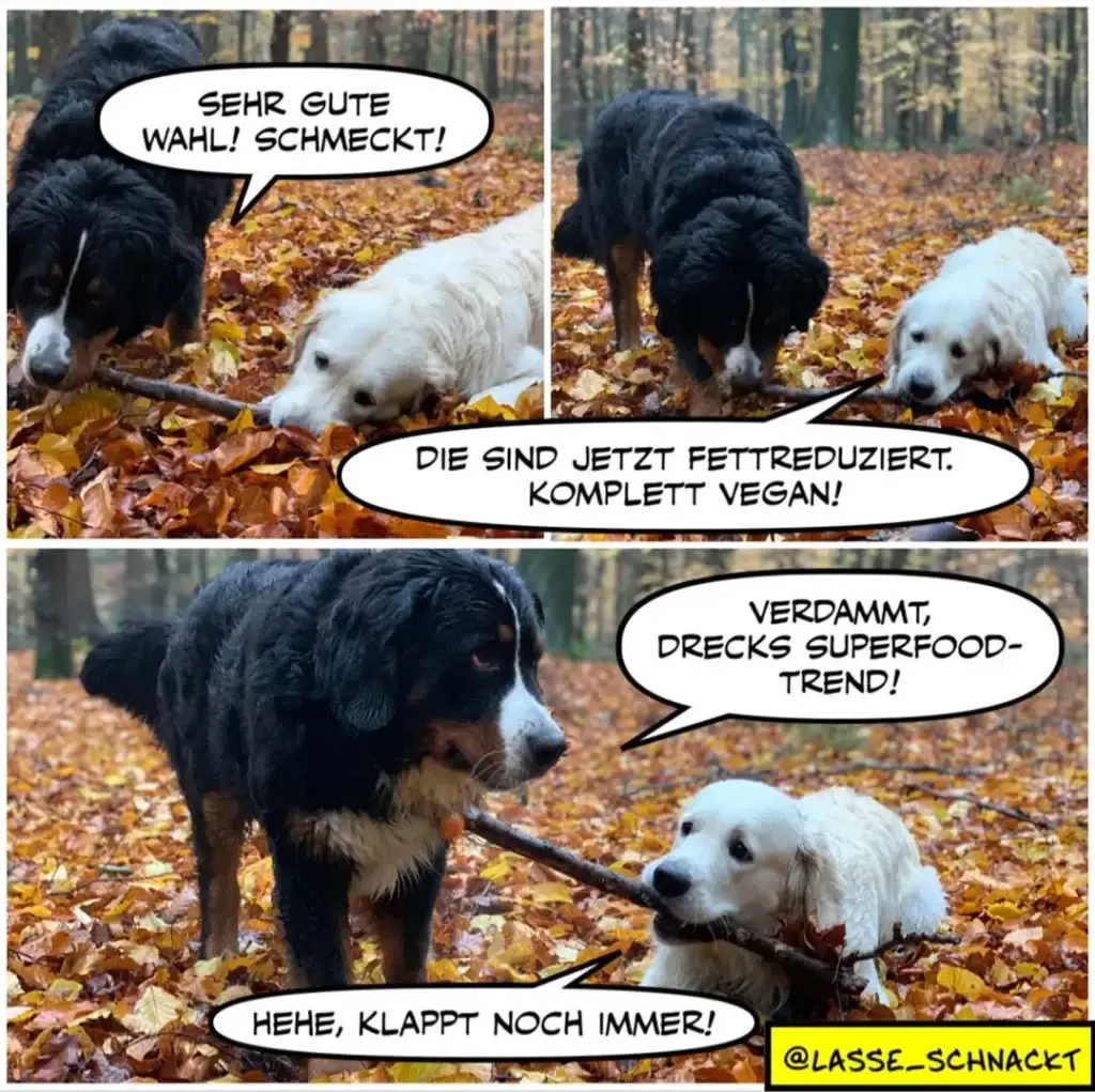 Schwarzer Hund mit weissem Brustfleck spricht zu weissem Hund im Herbstwald mit Stock im Maul
