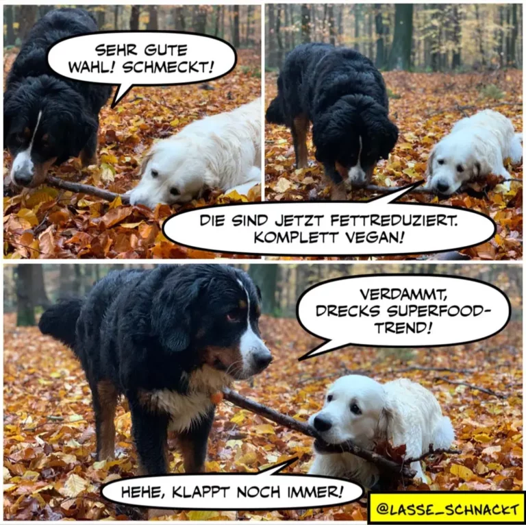 Schwarzer Hund mit weissem Brustfleck spricht zu weissem Hund im Herbstwald mit Stock im Maul