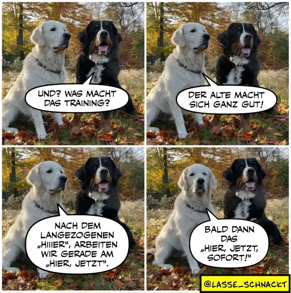 Zwei Hunde im Wald: weisser Labrador fragt schwarzen Hund nach dem Training, schwarzer Hund antwortet stolz, dann folgt Trainingsbefehl-Dialog