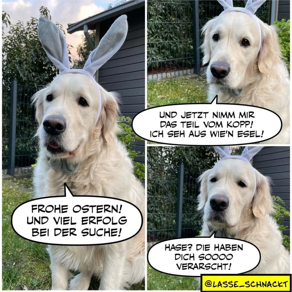 Weisser Hund mit Hasenohren-Stirnband in drei Panels: zuerst spricht er fröhlich, dann trägt er die Ohren, im dritten Panel schaut er verlegen