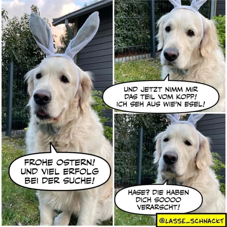 Weisser Hund mit Hasenohren-Stirnband in drei Panels: zuerst spricht er fröhlich, dann trägt er die Ohren, im dritten Panel schaut er verlegen