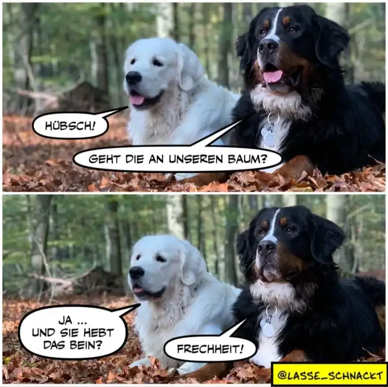 Weisser Hund fragt schwarzen Hund im Wald, ob dieser an seinem Baum pinkelt. Schwarzer Hund antwortet frech mit «Freiheit!»