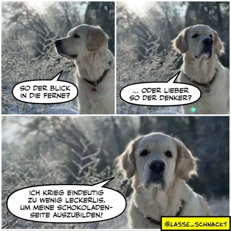 Weisser Labrador in drei Panels: erst schaut er in die Ferne, dann nachdenklich, dann spricht er mit ernstem Blick
