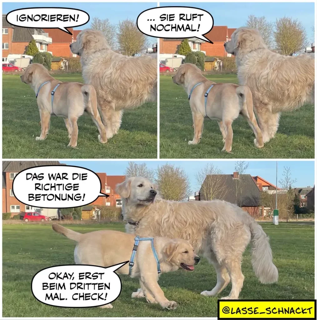 Zwei Hunde auf einer Wiese: Kleinerer Hund ignoriert grösseren, der ruft «Sie ruft nochmal!». Im dritten Panel bestätigt der kleinere Hund: «Das war die richtige Betonung!»