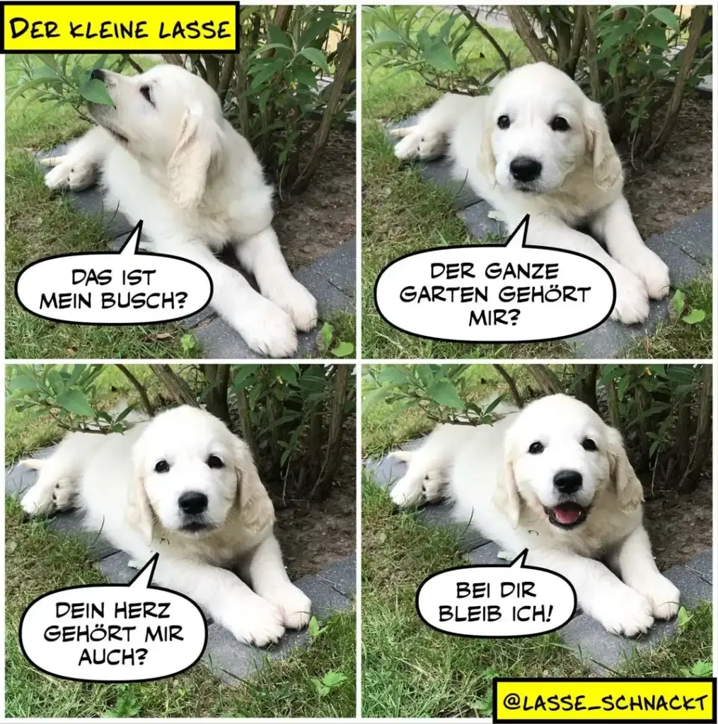 Weisser Golden Retriever in vier Panels: fragt neugierig nach dem Busch, dann den ganzen Garten, dann nach dem Halter-Herz, freut sich am Ende