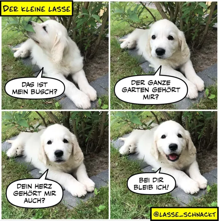 Weisser Golden Retriever in vier Panels: fragt neugierig nach dem Busch, dann den ganzen Garten, dann nach dem Halter-Herz, freut sich am Ende