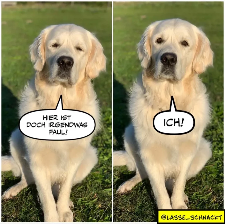 Weisser Labrador sitzt auf Gras. Links schliesst er die Augen und sagt «Hier ist doch irgendwas faul!», rechts öffnet er die Augen und sagt «Ich!»