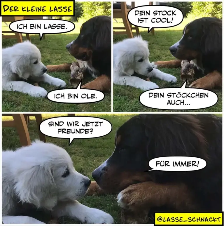 Weisser Hund liegt auf Wiese, schwarzer Hund neben ihm. Dialog über Namen und Fellstruktur, letzte Panel zeigt schwarzen Hund von oben.