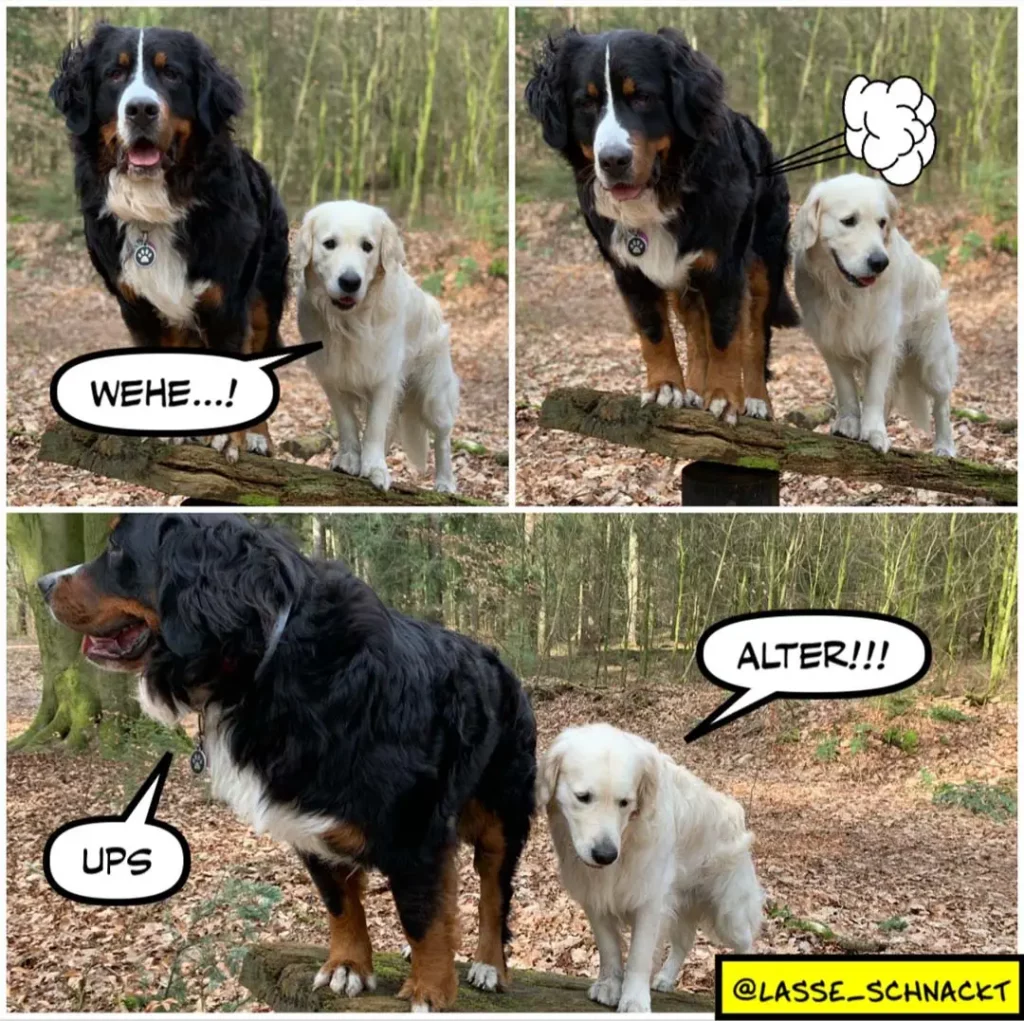 Schwarzer grosser Hund und weisser Labrador auf Baumstamm: Hund sagt 'WEHE...!', dann 'UPS' und 'ALTER!!!' als er fast herunterfällt