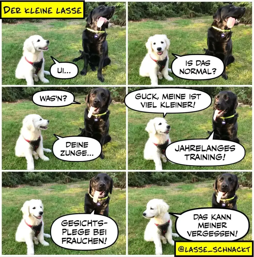 Weisser und schwarzer Labrador sitzen sich gegenüber. Der schwarze Hund erklärt dem weissen sein Trainingsgeheimnis in sechs Panels.