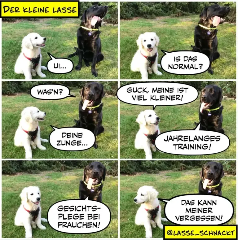 Weisser und schwarzer Labrador sitzen sich gegenüber. Der schwarze Hund erklärt dem weissen sein Trainingsgeheimnis in sechs Panels.