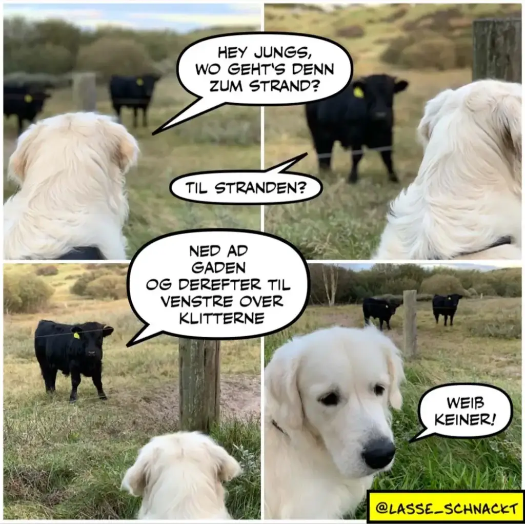 Zwei weisse Hunde unterhalten sich an einem Zaun, schwarze Rinder grasen im Hintergrund
