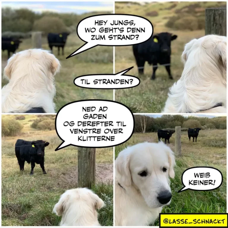 Zwei weisse Hunde unterhalten sich an einem Zaun, schwarze Rinder grasen im Hintergrund