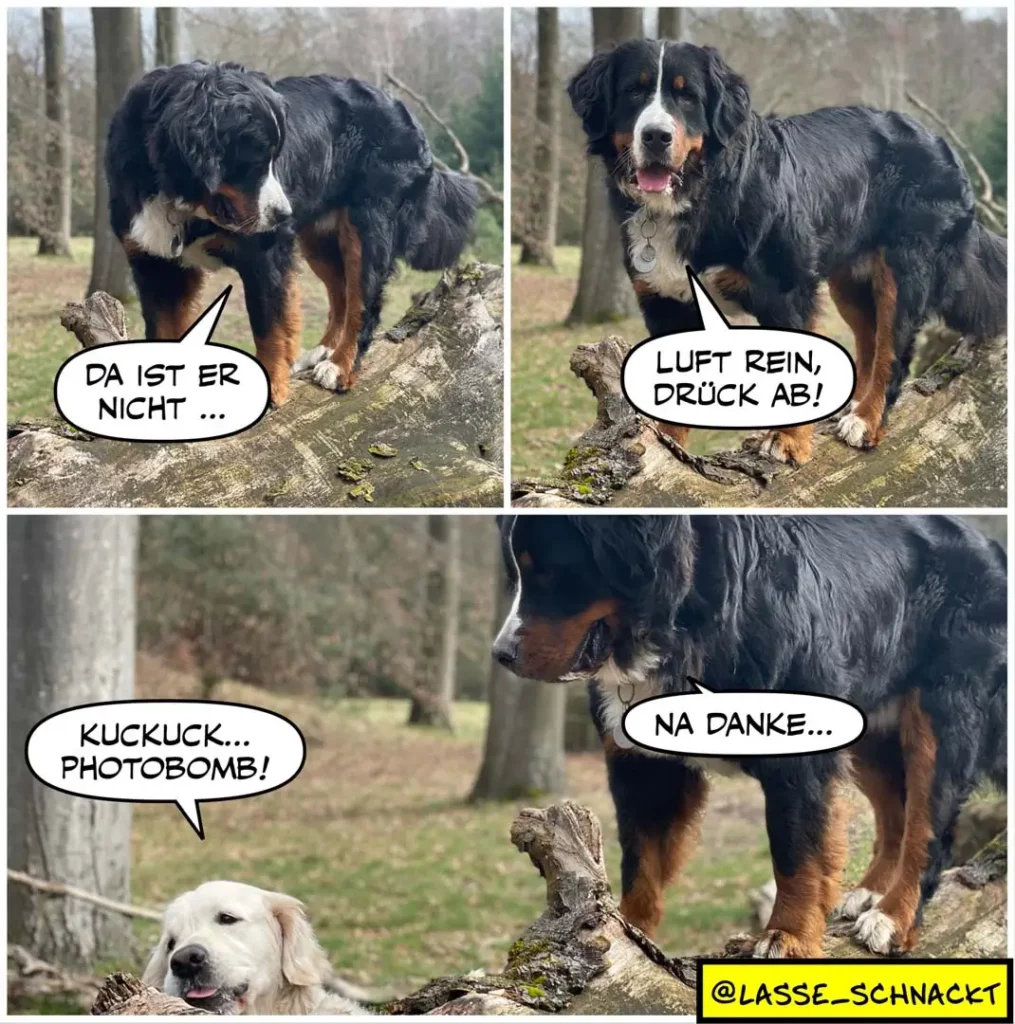 Schwarzweisser Hund schnüffelt an Baumwurzel, spricht mit weissem Hund: Dialog über Geruchsmarkierung und Fotografie