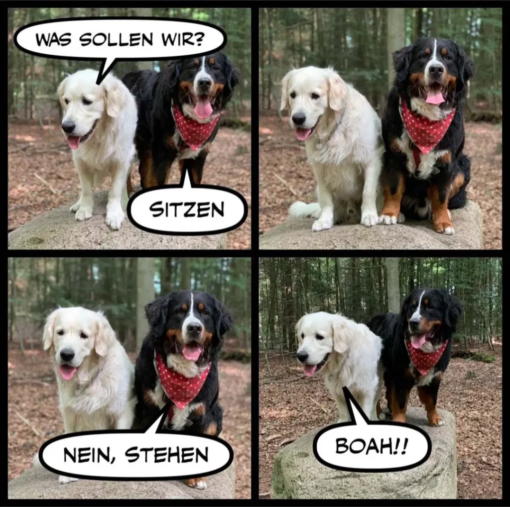 Zwei Hunde im Wald: weisser Labrador fragt schwarzen Hund «Was sollen wir?», dieser antwortet «Sitzen». Im nächsten Panel sitzen beide, weisser Hund sagt «Nein, stehen», schwarzer Hund springt auf und bellt «Boah!!»