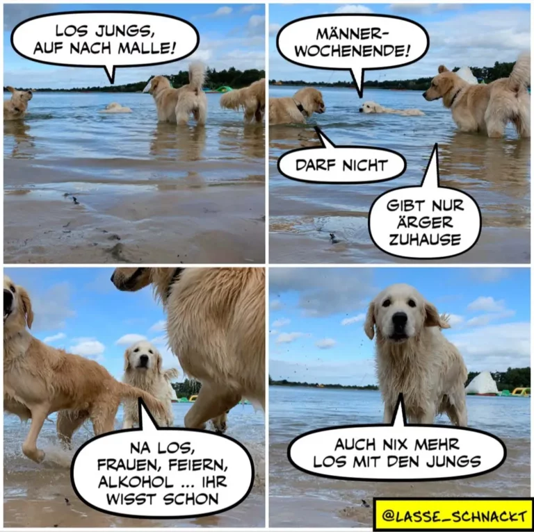 Vier Golden Retriever im Flachwasser am Strand. Oben links: Hund ruft «Los jungs, auf nach Mallé!» Oben rechts: anderer Hund antwortet «Männer-Wochenende!» mit drittem «Darf nicht» und viertem «Gibt nur ärger zuhause». Unten links: Hund zwischen zwei anderen sagt «Na los, Frauen, Feiern, Alkohol... ihr wisst schon». Unten rechts: ein Hund allein «Auch nix mehr los mit den jungs».