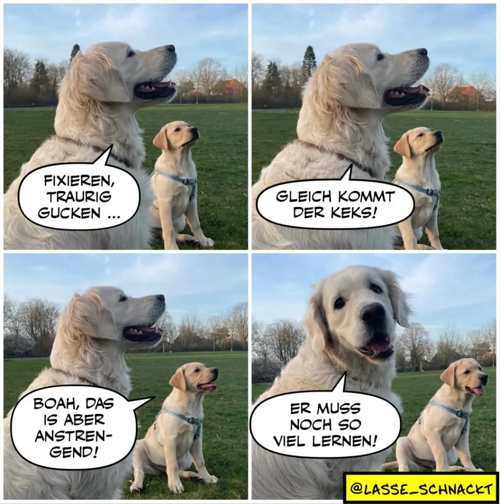 Weisser Labrador blickt auf kleineren gelblichen Labrador. Panel-Comic mit vier Szenen zeigt Dialog zwischen den beiden Hunden auf Wiese.
