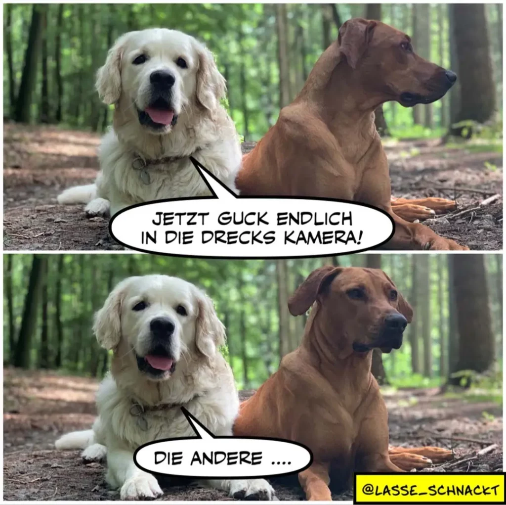 Weisser und brauner Labrador sitzen im Wald. Der weisse schaut in die Kamera und sagt: 'Jetzt guck endlich in die Drecks Kamera!' Der braune dreht den Kopf demonstrativ weg.