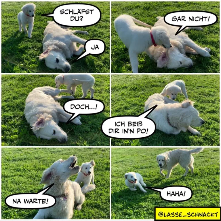 Zwei weisse Hunde auf Wiese: oben liegender Hund fragt «Schläfst du?», unten springender Hund antwortet «Haha!» während der liegende Hund sagt «Ich bleib dir in'n Po!»