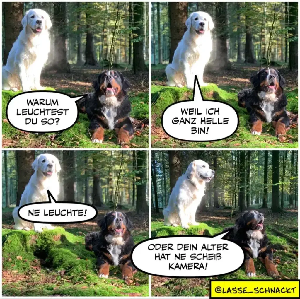 Weisser Hund und dunkelbrauner Hund im Wald. Der weisse Hund fragt: «Warum leuchtest du so?» Der braune antwortet: «Weil ich ganz helle bin!» Der weisse sagt: «Ne leuchte!» Im letzten Panel: Der braune Hund sagt: «Oder dein Alter hat ne Scheiss Kamera!»