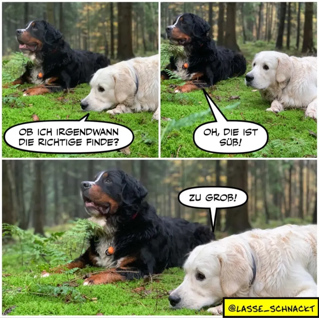 Schwarzer Hund mit weissem Brustfleck liegt im Wald, weisser Labrador daneben. Schwarzer Hund fragt: «Ob ich irgendwann die richtige finde?» Weisser Hund antwortet: «Oh, die ist süss!» Schwarzer Hund: «Zu gross!»