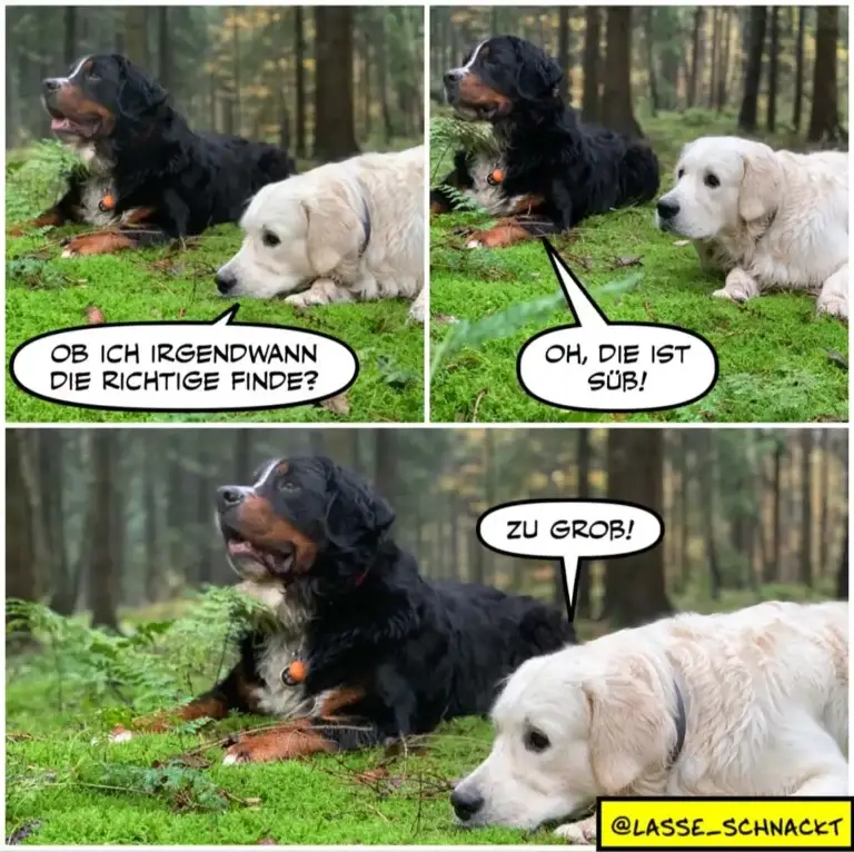 Schwarzer Hund mit weissem Brustfleck liegt im Wald, weisser Labrador daneben. Schwarzer Hund fragt: «Ob ich irgendwann die richtige finde?» Weisser Hund antwortet: «Oh, die ist süss!» Schwarzer Hund: «Zu gross!»