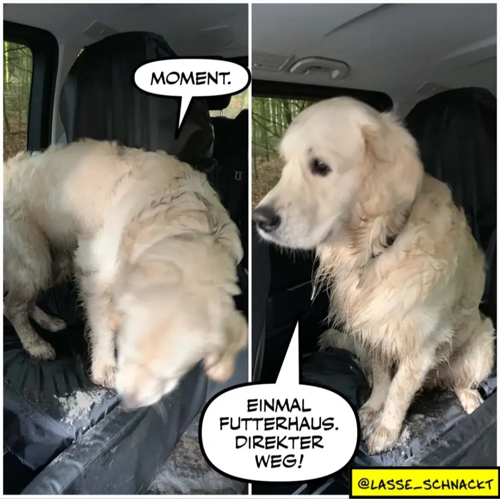 Weisser Labrador sitzt im Auto auf schwarzem Untergrund. Links: Hund schaut zurück mit Sprechblase 'MOMENT.' Rechts: Hund sitzt aufrecht mit Sprechblase 'EINMAL FUTTERHAUS. DIREKTER WEG!'