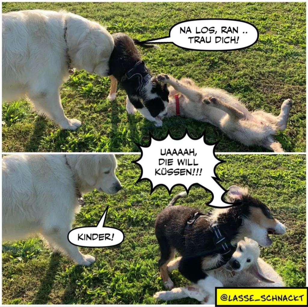 Weisser Hund spricht zu schwarzweissem Hund: 'Na los, ran.. trau dich!', schwarzweisser Hund antwortet 'Uaaaah, die will küssen!!!', weisser Hund sagt 'Kinder!'