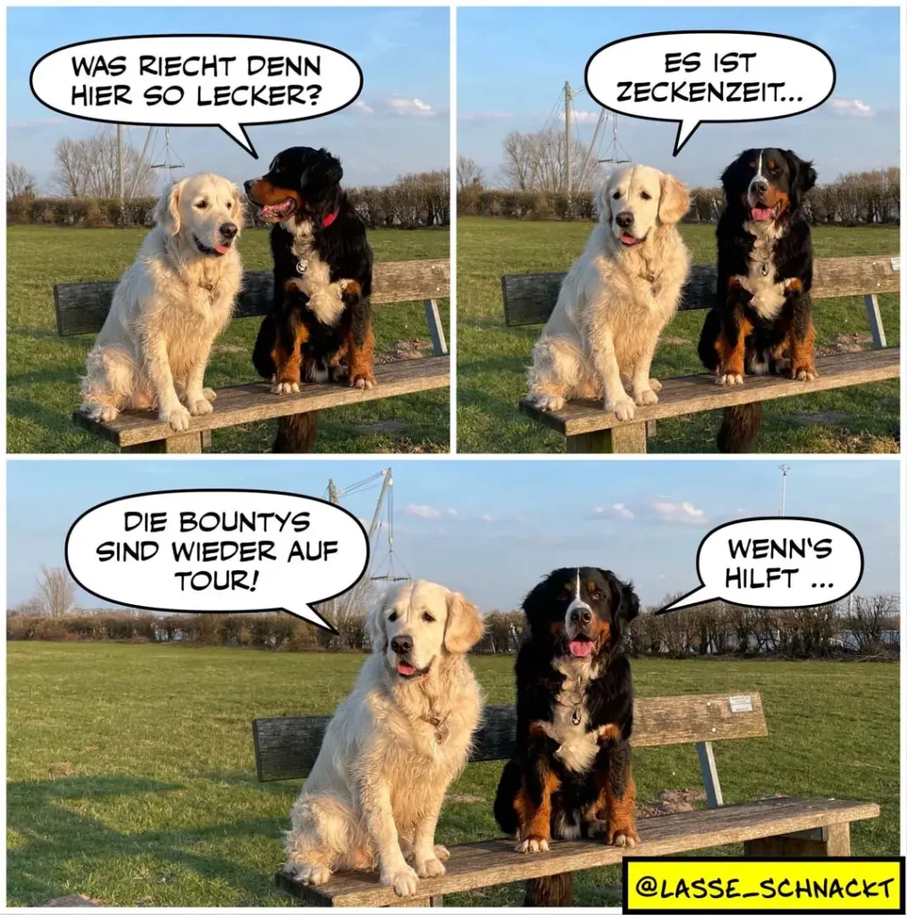 Zwei Hunde auf einer Bank: hellbrauner Labrador und schwarzbrauner Bernersennenhund. In drei Panels unterhalten sie sich über Leckerlis und eine Zirkustour.