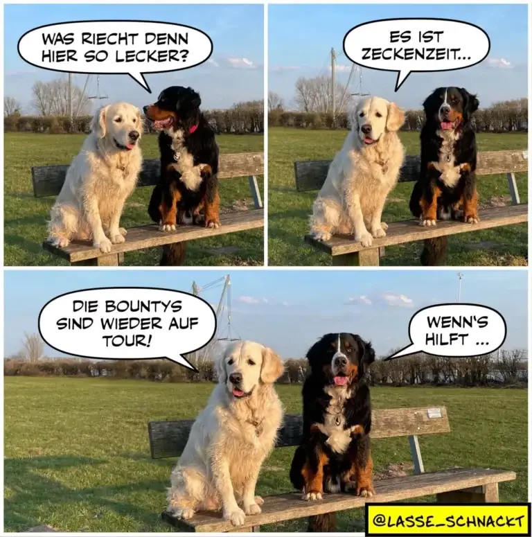 Zwei Hunde auf einer Bank: hellbrauner Labrador und schwarzbrauner Bernersennenhund. In drei Panels unterhalten sie sich über Leckerlis und eine Zirkustour.