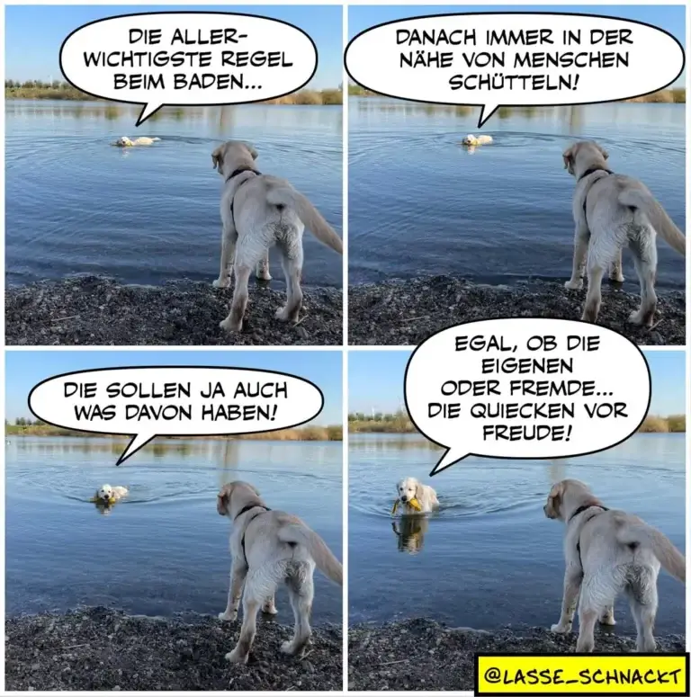 Hund am Seeufer erklärt einem anderen Hund im Wasser die wichtigste Baderegel: immer in der Nähe von Menschen schütteln