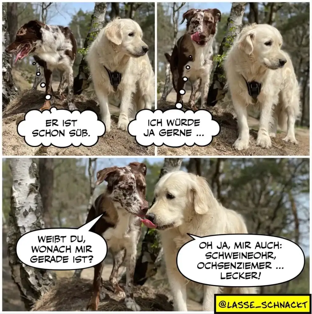Zwei Hunde im Wald: brauner Hund leckt sich die Schnauze und sagt «Er ist schon süb», weisser Hund antwortet «Ich würde ja gerne», brauner Hund fragt «Weibt du, wonach mir gerade ist?», weisser Hund erwidert «Oh ja, mir auch: Schweineohr, Ochsenziemer ... Lecker!»