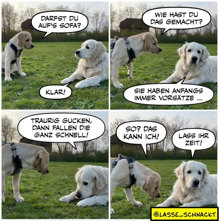 Zwei weisse Hunde auf Wiese: einer fragt, ob der andere aufs Sofa darf. Der andere antwortet mit Ausreden und zeigt schliesslich ein Kunststück.