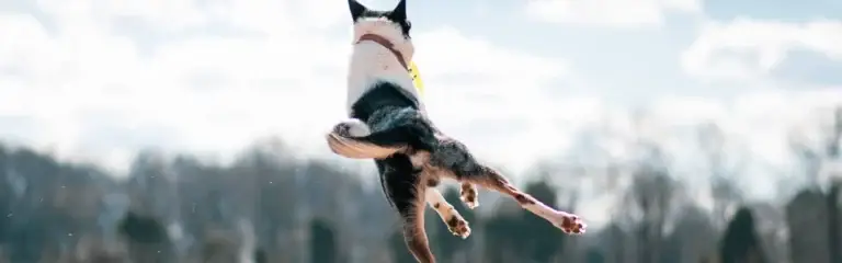 Warum machen frei laufende Hunde angeleinten Hunden Stress?