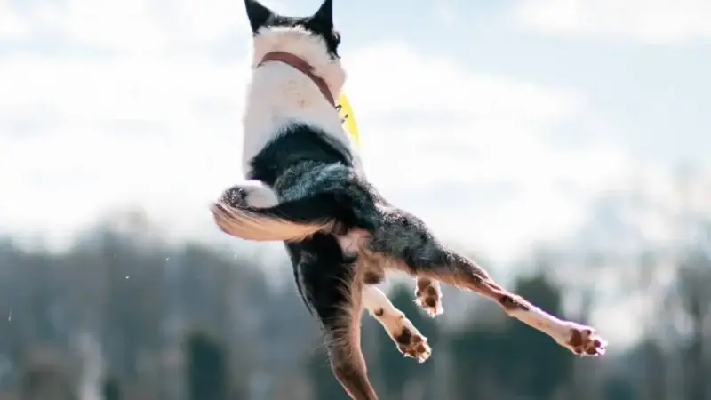 Warum machen frei laufende Hunde angeleinten Hunden Stress?