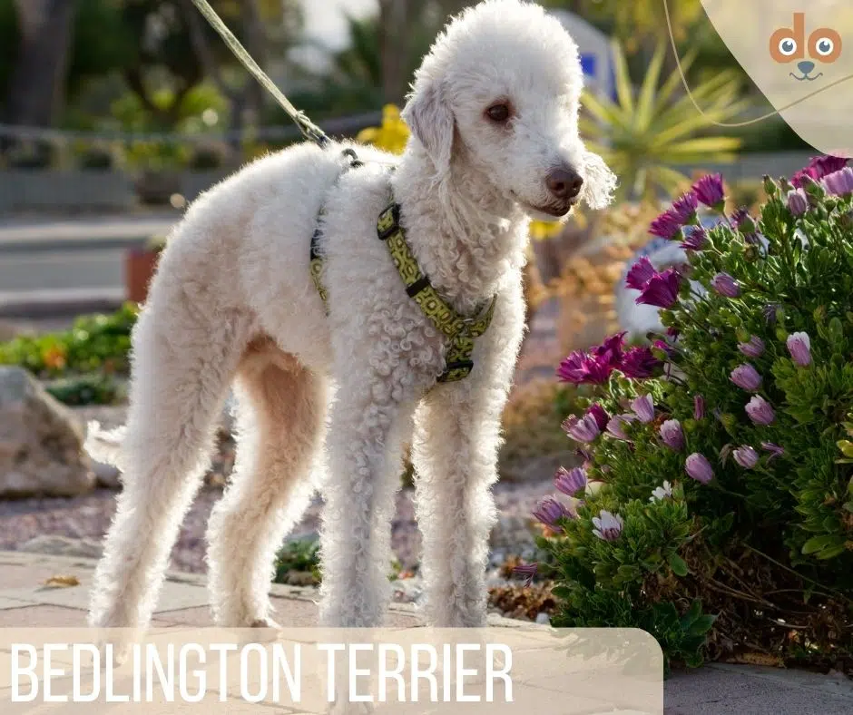 Bedlington Terrier