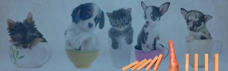 STOPP Teacup-Puppy Leid