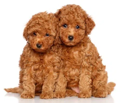 teacup-puppy-suess-aengstlich-traurig