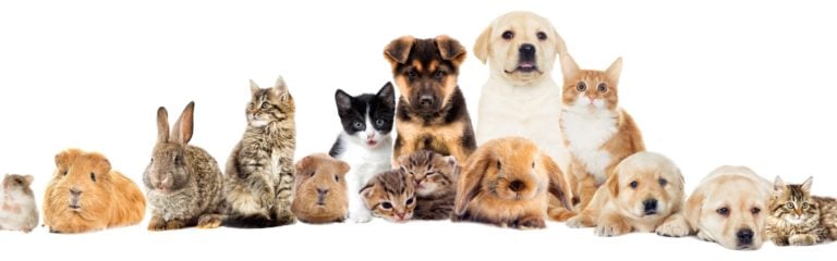 Verschiedene Tierarten als Baby