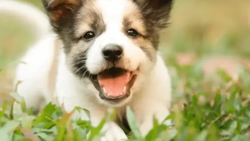 Warum sind manche Hunde nicht verspielt?