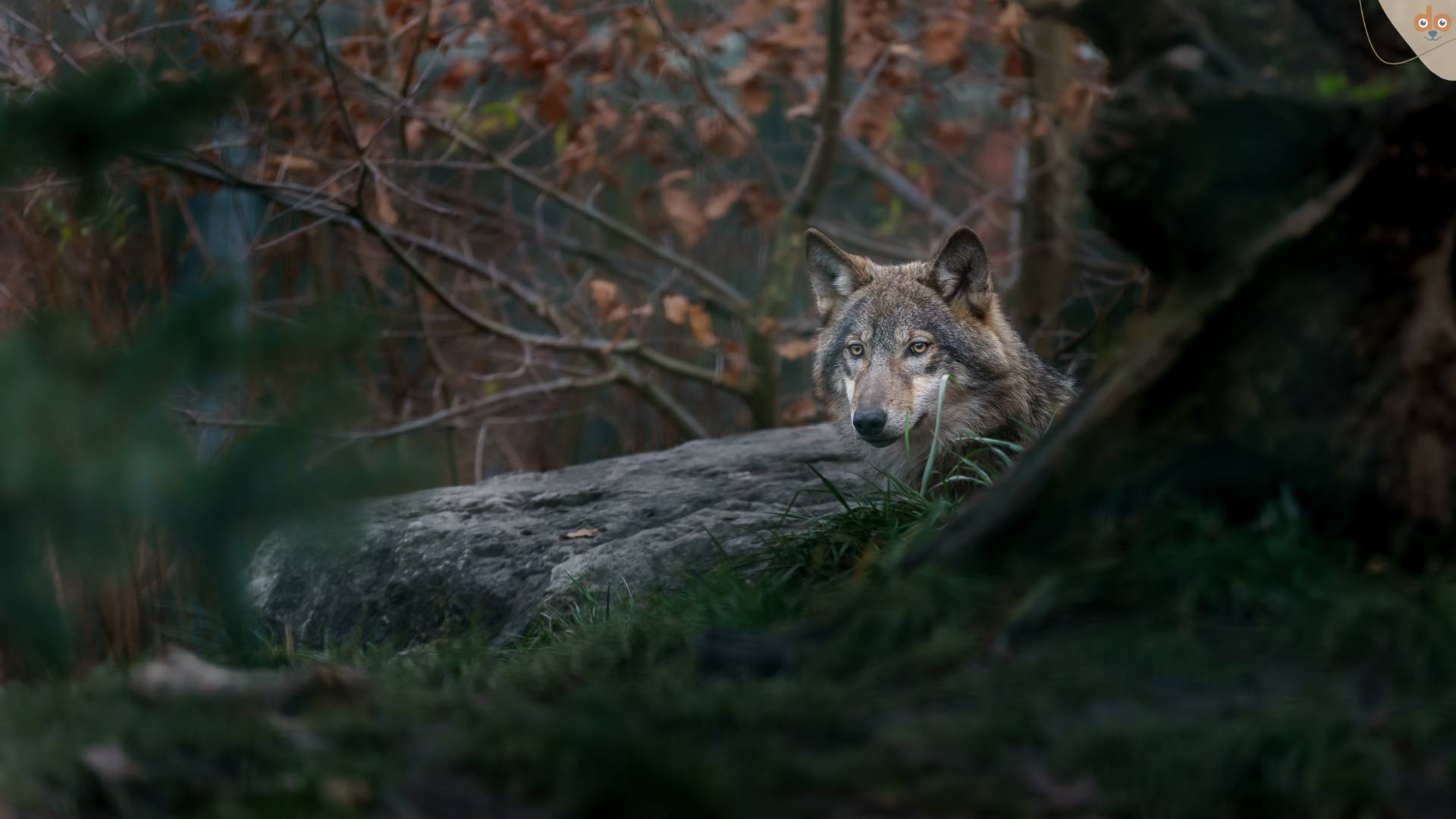 wolf-im-wald-am-beobachten