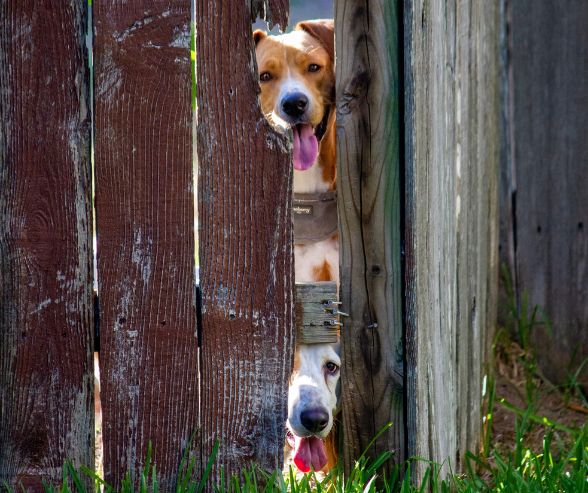 zaun bretter spalt hunde Gartenzaun für Hunde